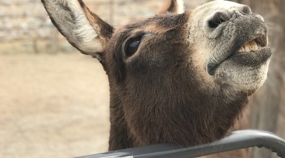 Forever Home Donkey Rescue