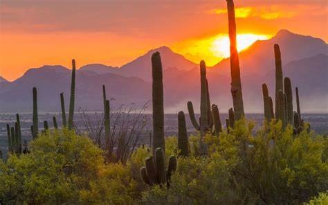 Saguaro National Park