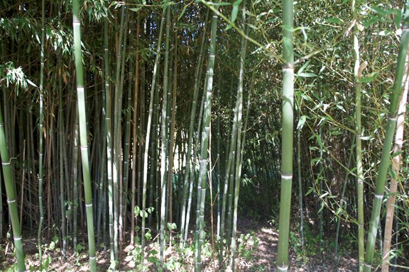 Bamboo