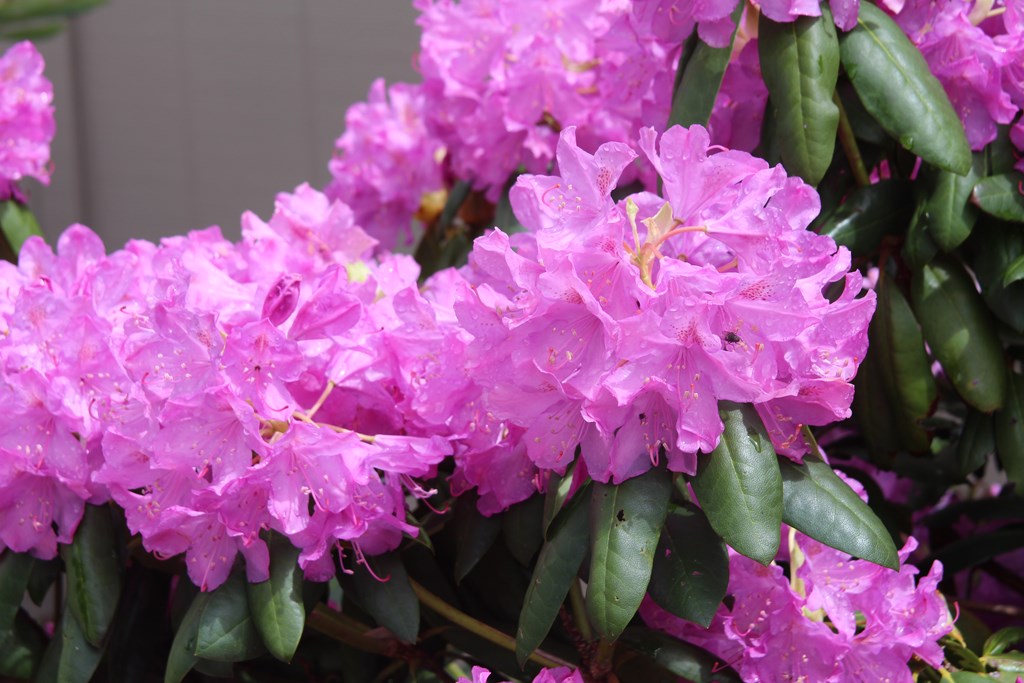 Rhododendron Rambles
