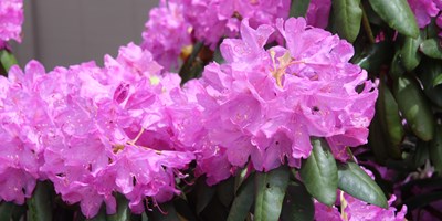 Rhododendron Rambles