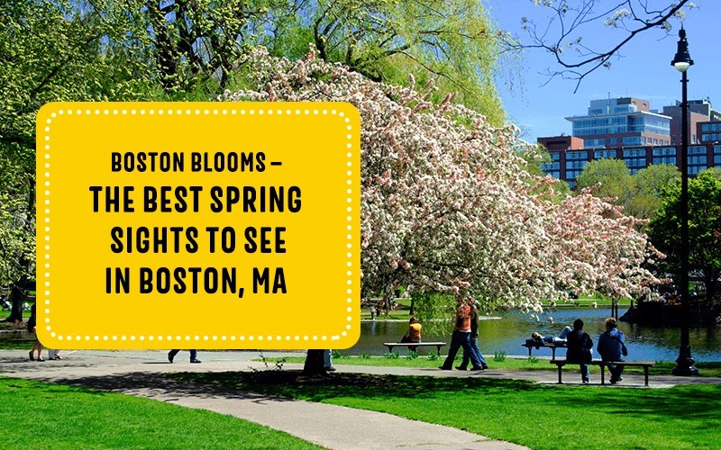 Boston Blooms — The Best Spring Sights to See in Boston, MA