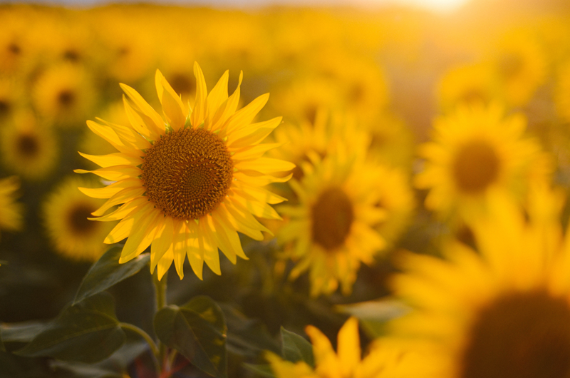 Summer Blooms Near the Boston / Cape Cod KOA Photo
