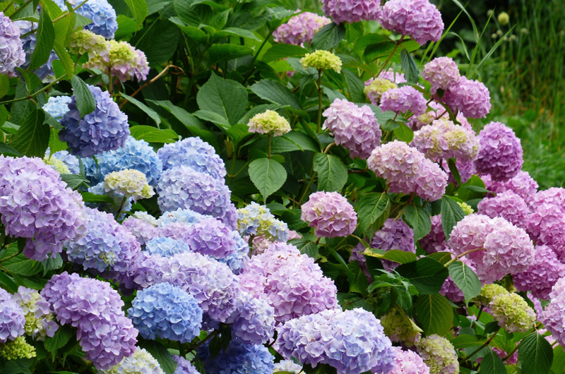 Cape Cod Hydrangea Festival Photo