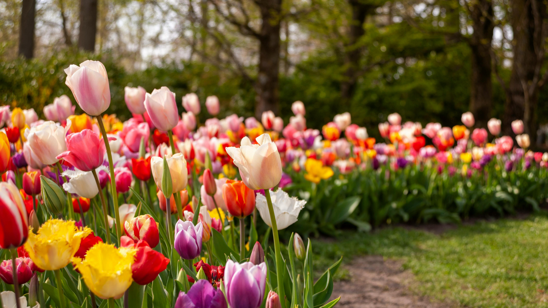 Spring Blooms Near the Boston / Cape Cod KOA Holiday Photo