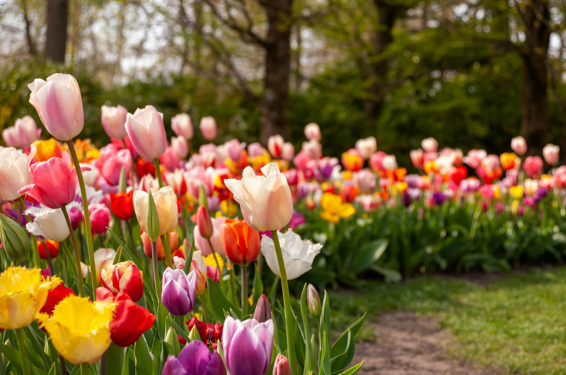 Spring Blooms Near the Boston / Cape Cod KOA Holiday Photo