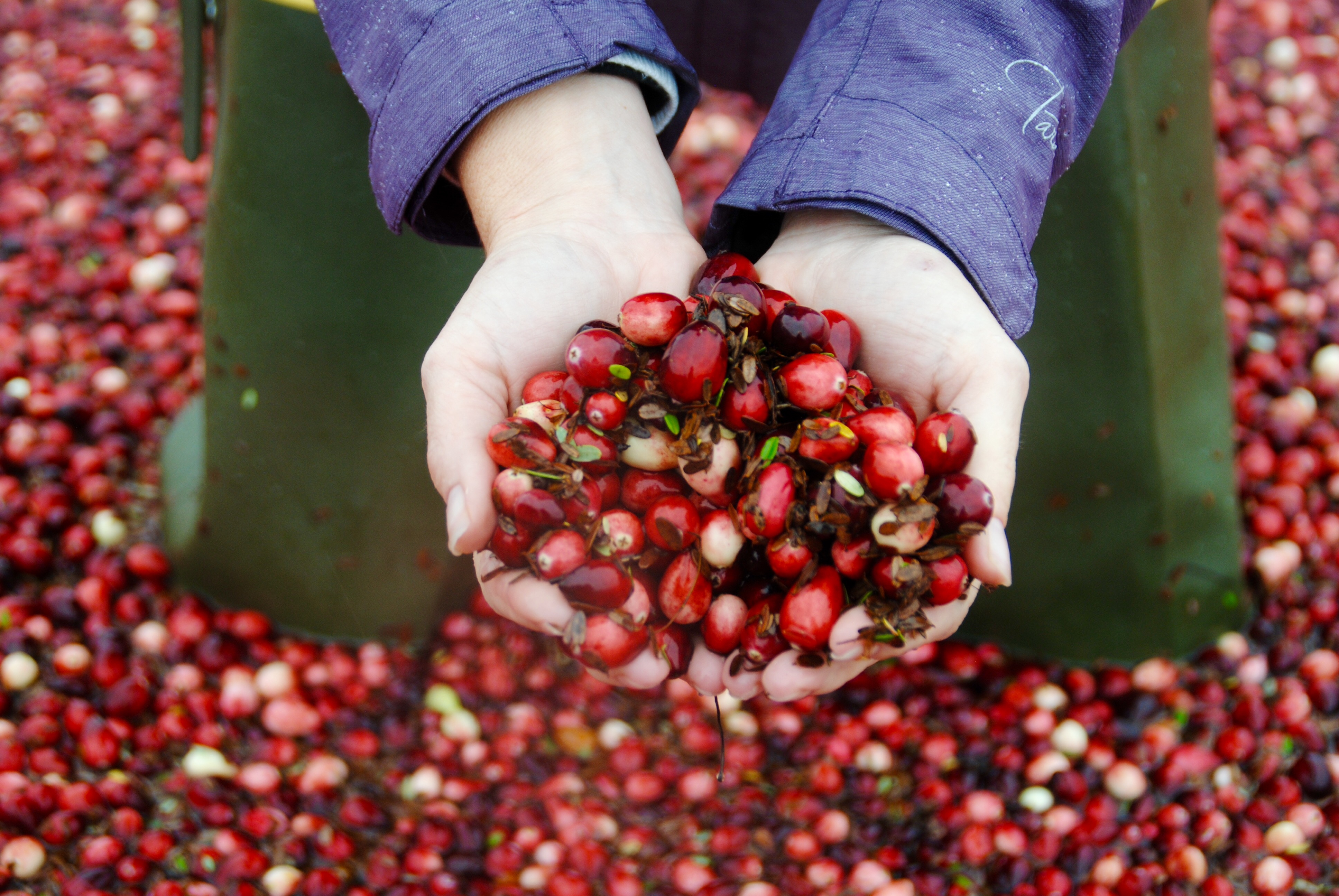 Cranberry Harvest Season Photo