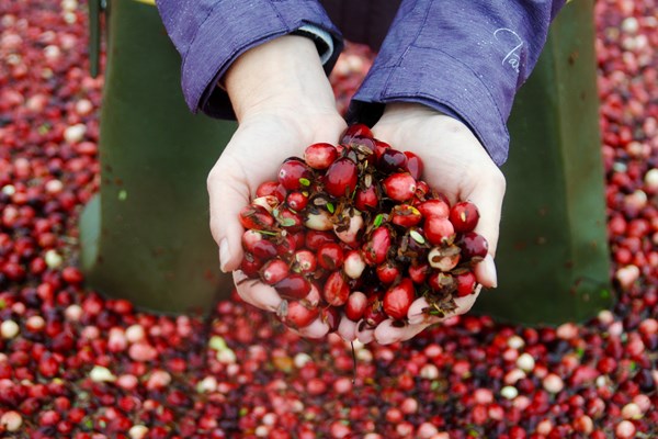 Cranberry Harvest Season Photo