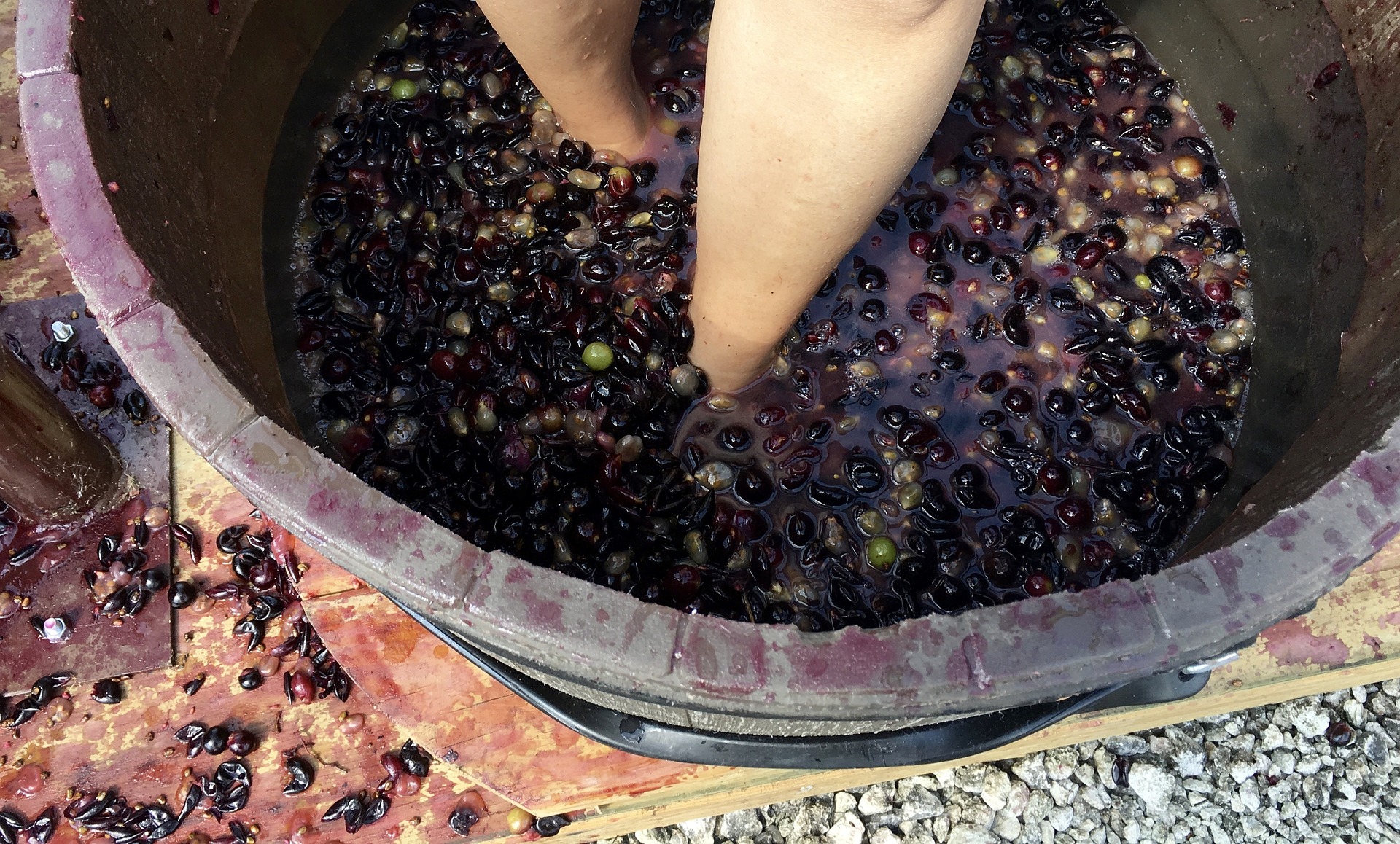 Julian Grape Stomp Festa - Annual Photo