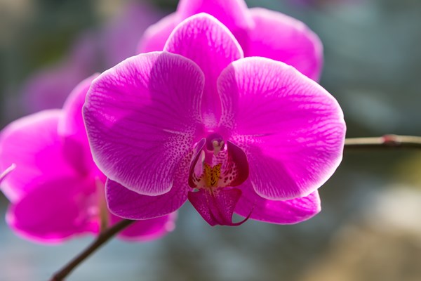 San Diego Botanic Gardens - World of Orchids Photo