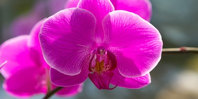 San Diego Botanic Gardens - World of Orchids