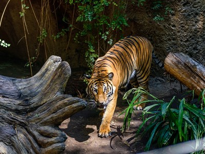 San Diego Zoo enclosure with a large Bengal Tiger amid jungle foliage and stone walls.