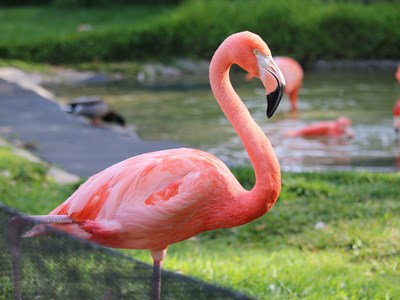 A bright pink flamingo standing in a grassy enclosure in the San Diego Zoo.