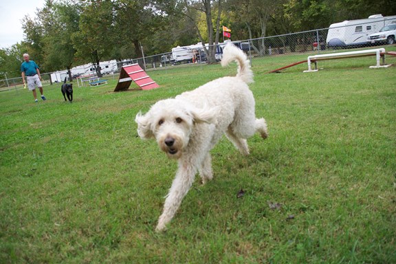 KampK9 Pet Playground