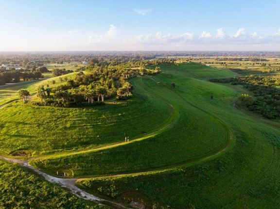 The Celery Fields