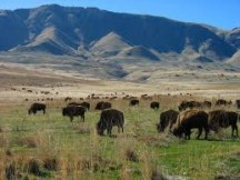 Antelope Island