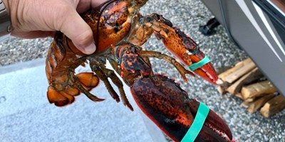 Lobster Feed Weekend