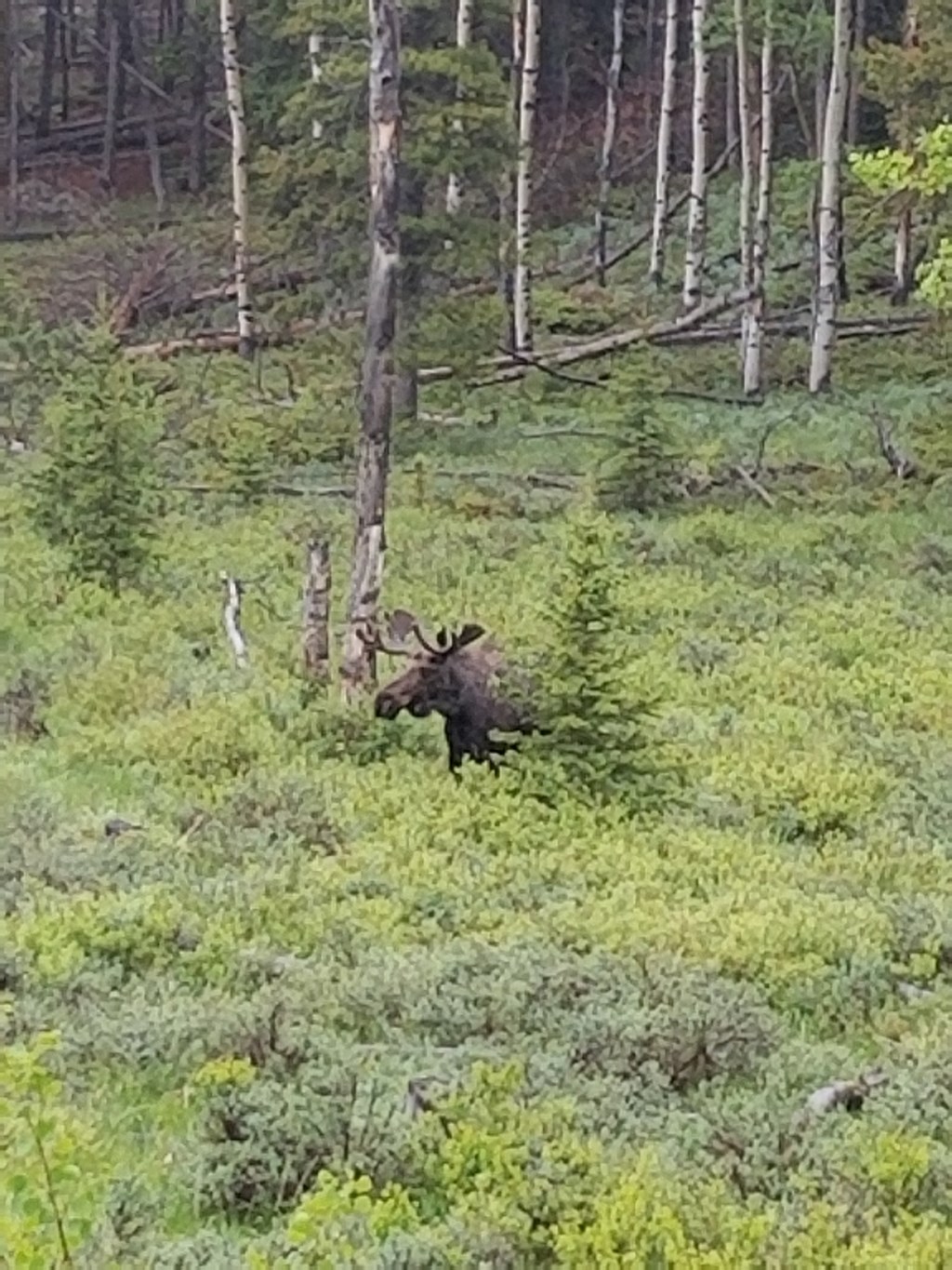 Great time to explore the Big Horn Mountains.