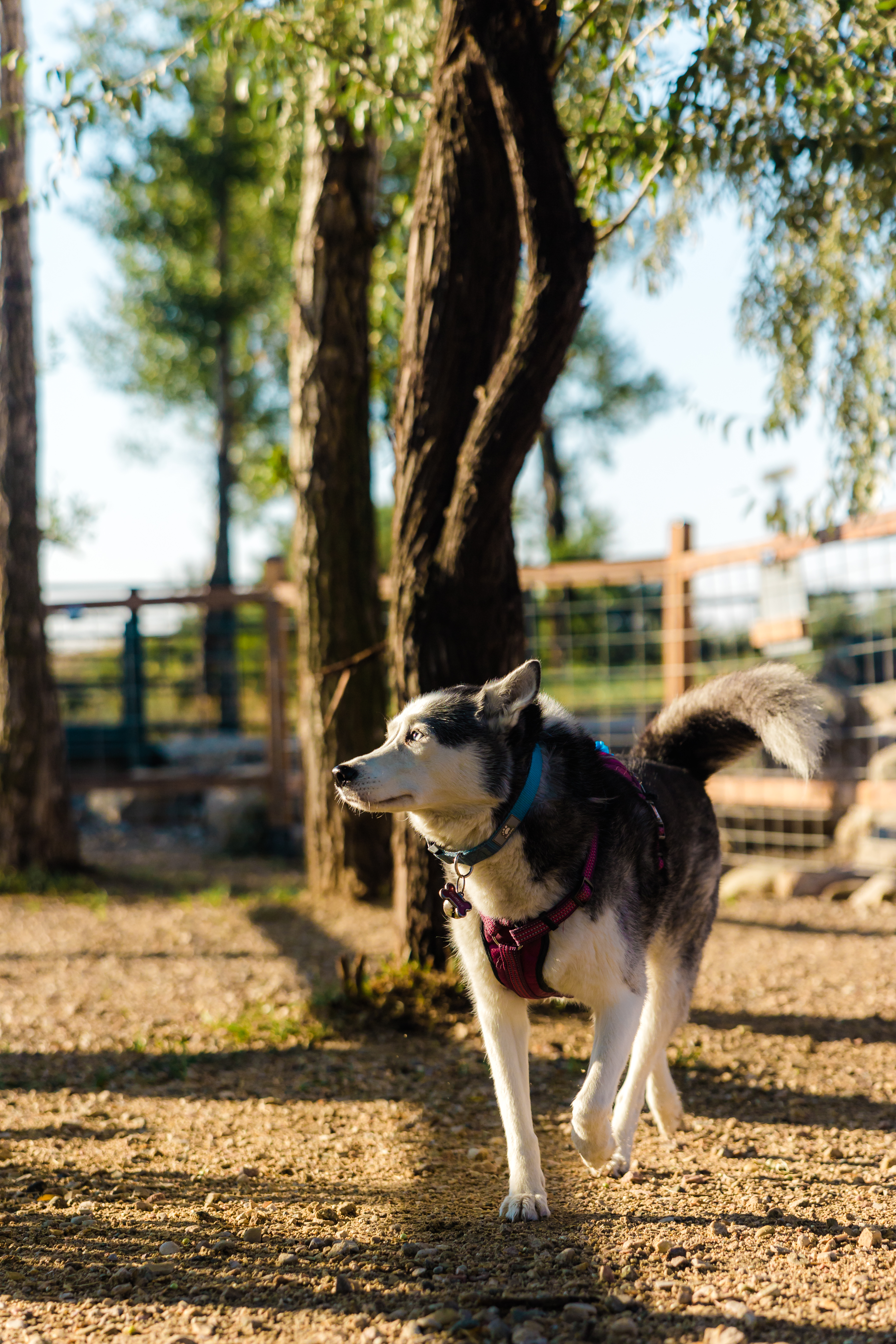 Freedom to roam off leash!
