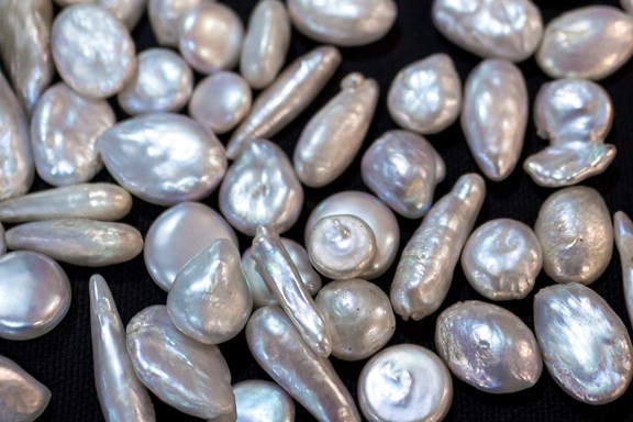 Tennessee River Freshwater Pearl Farm