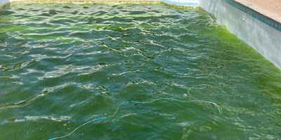 Pool Opening - Green now, but soon it will be blue!