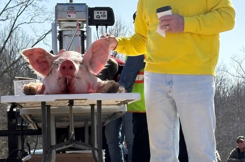OVERHOLTS FARM MARKET HOG BUTCHERING EVENT Photo