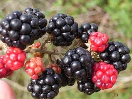 Berry Picking