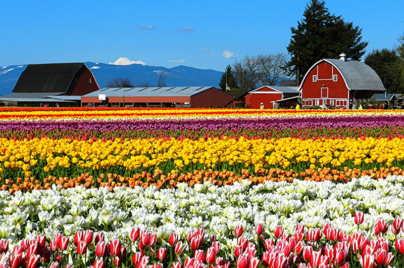 Skagit Valley Tulip Festival Event at the Burlington / Anacortes KOA