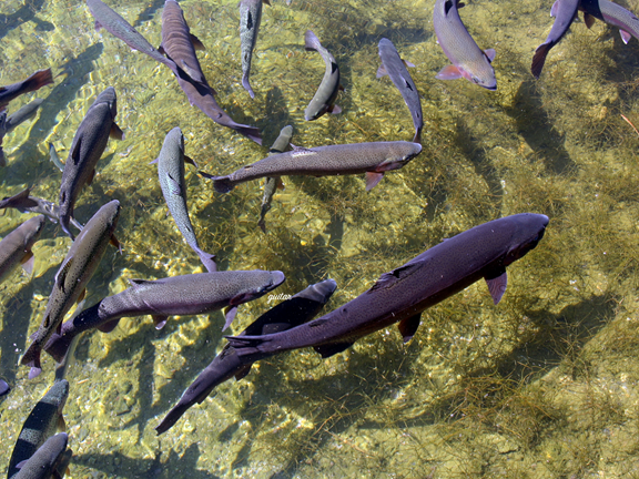 Harrietta State Fish Hatchery