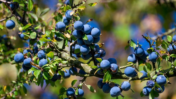 Harrietta's Blueberry Hill