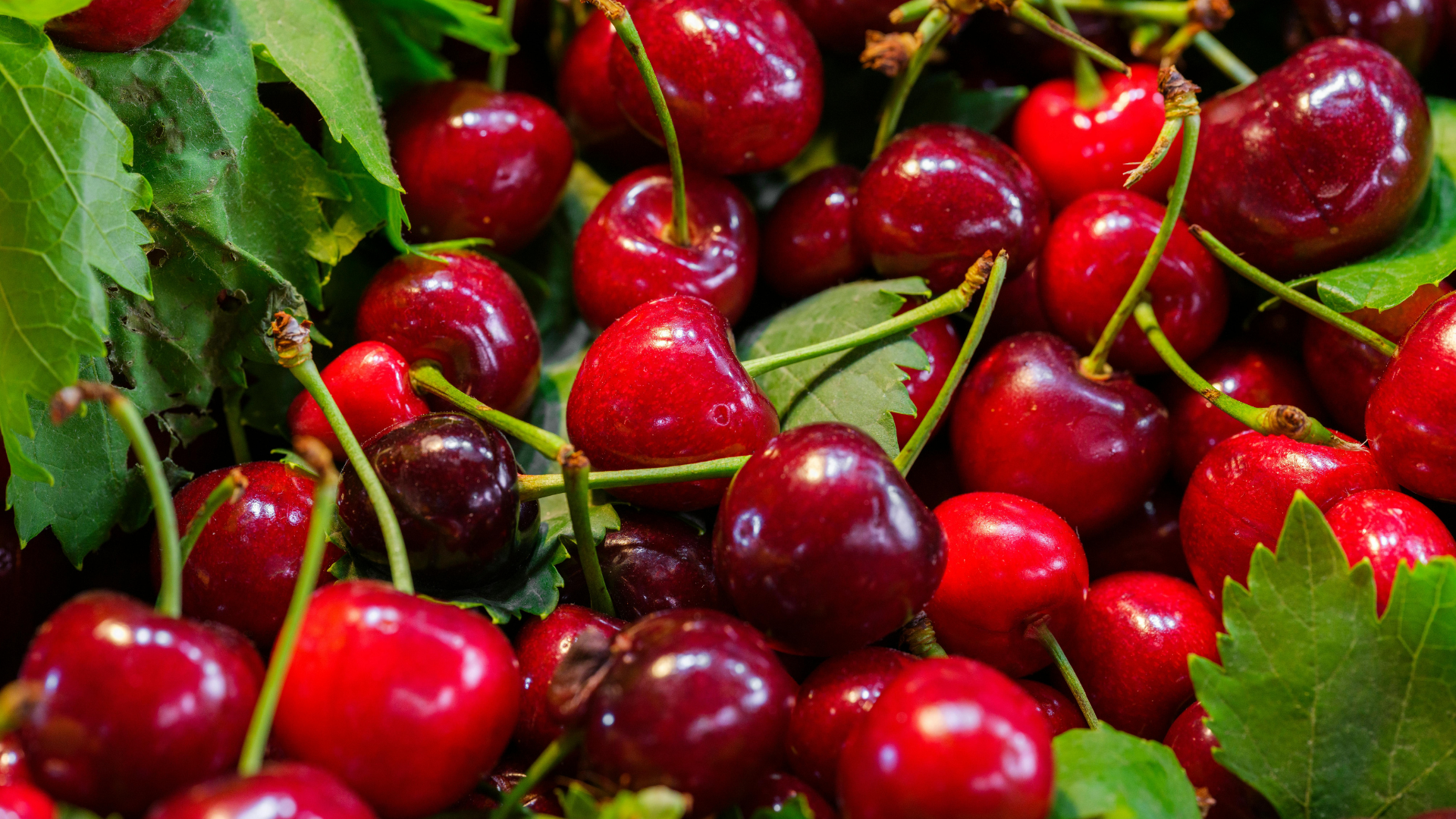 National Cherry Festival Photo