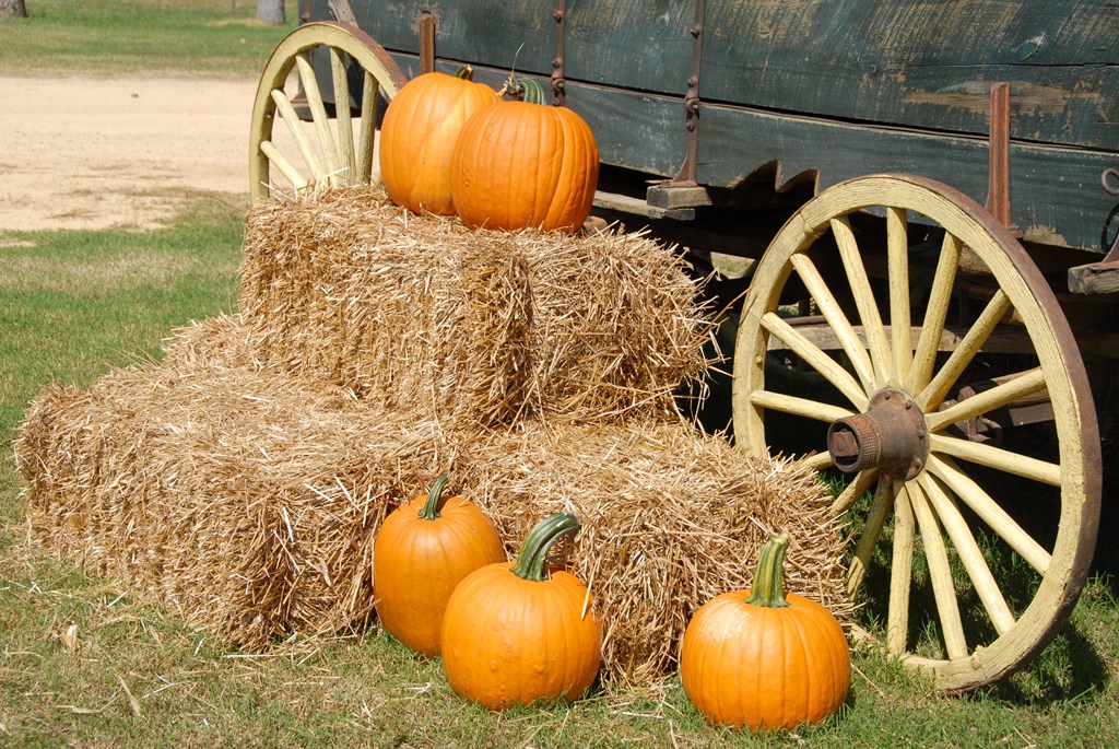 7 Family-Friendly Fall Activities in Canton, TX