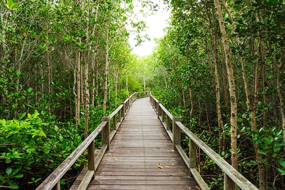 Explore Buxton Woods Trail