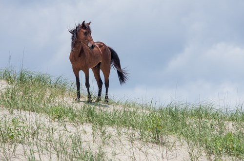 Wild Horse Adventure Tours