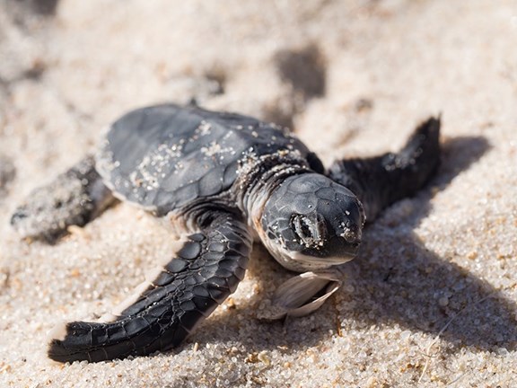 Pea Island National Wildlife Refuge