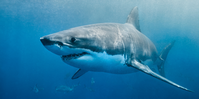 Shark Week