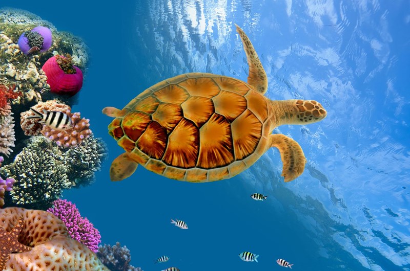 Under the Sea Photo