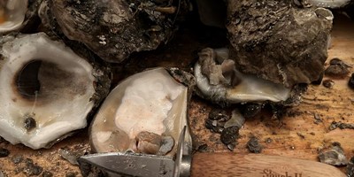 Shuck Hatteras V Oyster Festival
