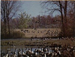 Upper Canada Migratory Bird Sanctuary