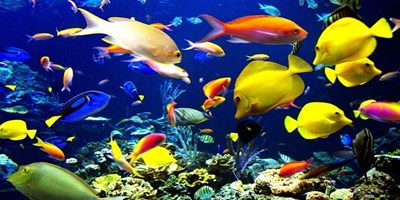 Under the Sea Weekend