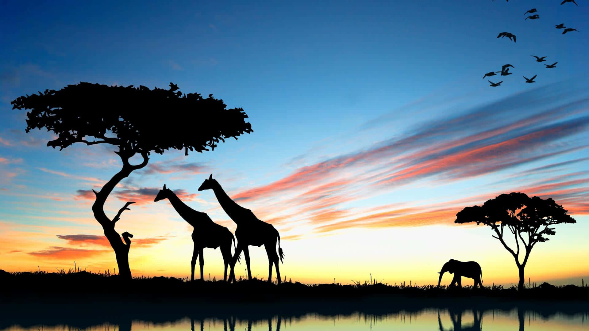 Animal Kingdom Photo