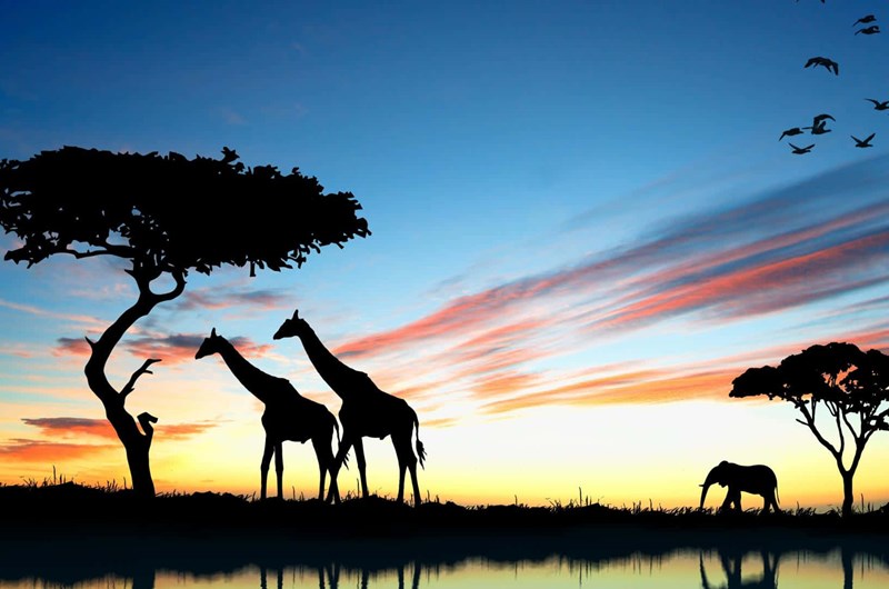 Animal Kingdom Photo