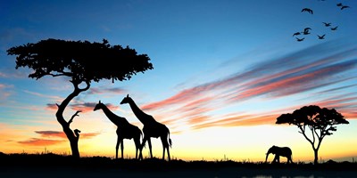 Animal Kingdom