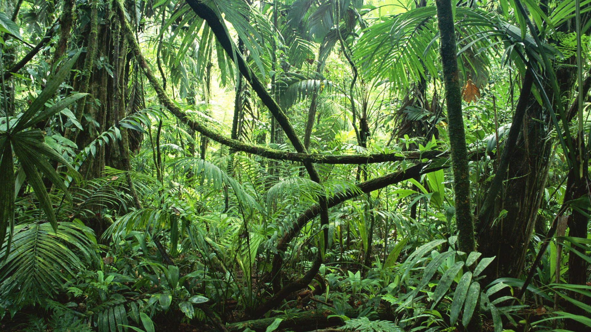 Lost in the Jungle Photo