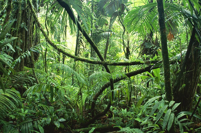Lost in the Jungle Photo