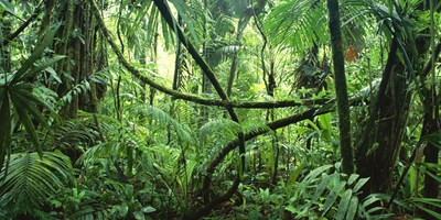 Lost in the Jungle