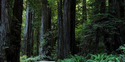 Redwoods to the Rim: Best of Southern Oregon in 7 Days