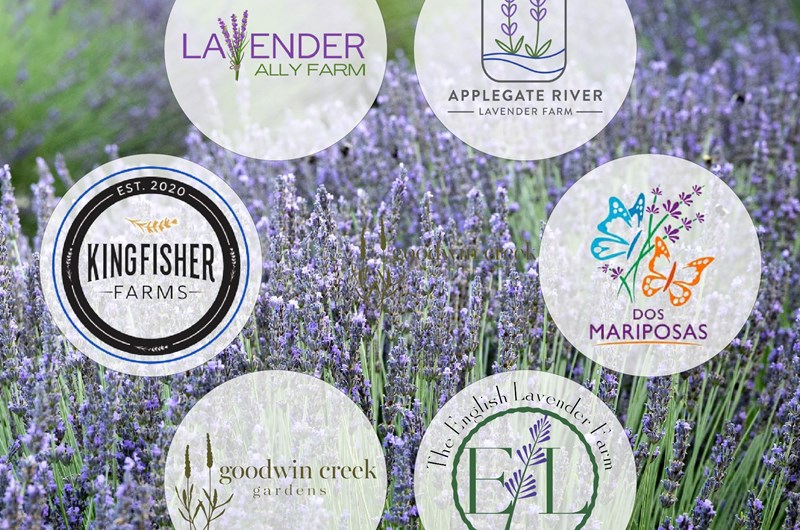 Southern Oregon Lavender Festival June 21June 23 Event at the Cave