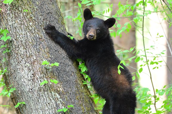 Cade's Cove