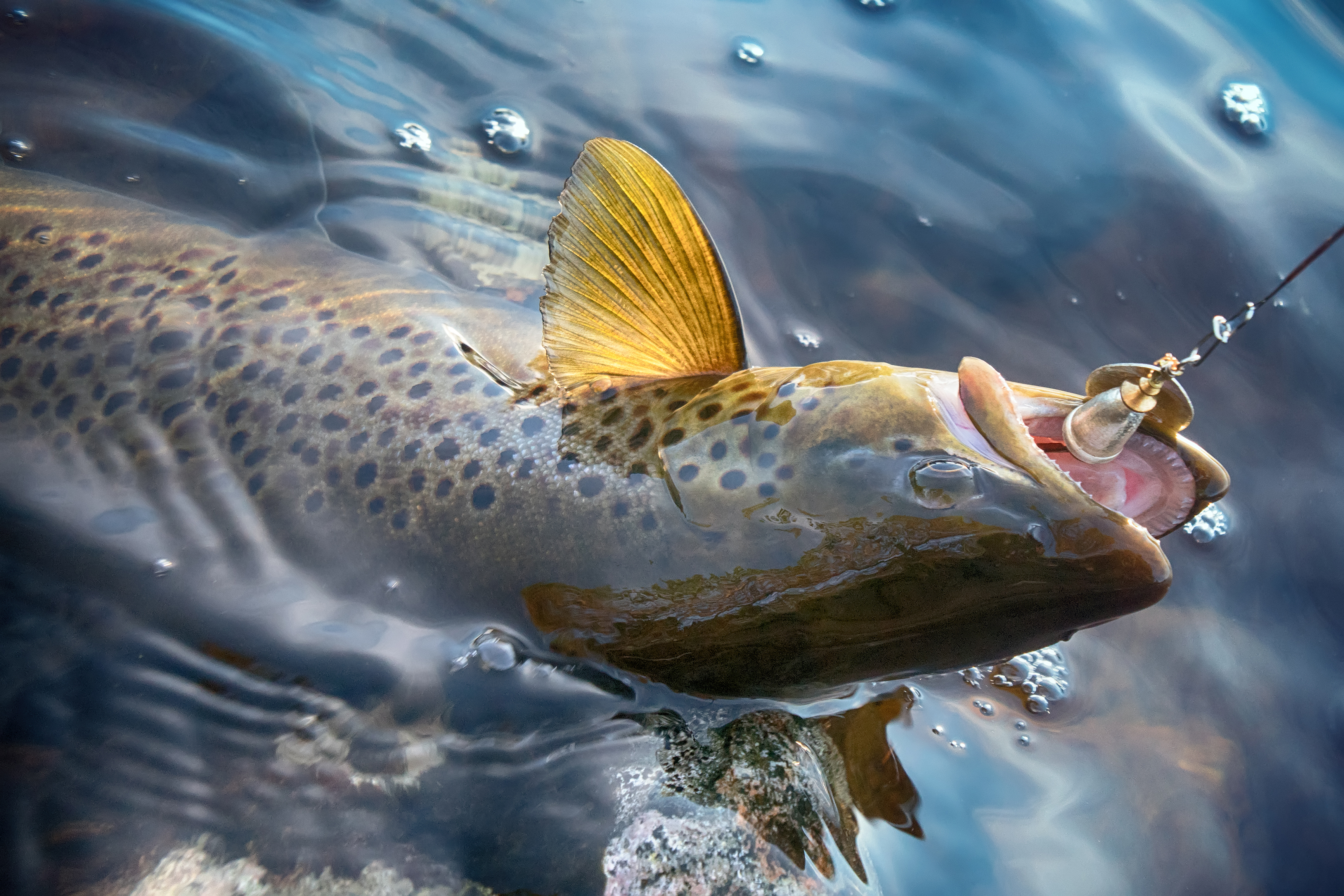 Tim Hill Memorial Trout Tournament Photo